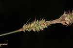 Buxbaum's sedge